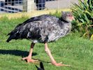 Crested Screamer (WWT Slimbridge October 2012) - pic by Nigel Key